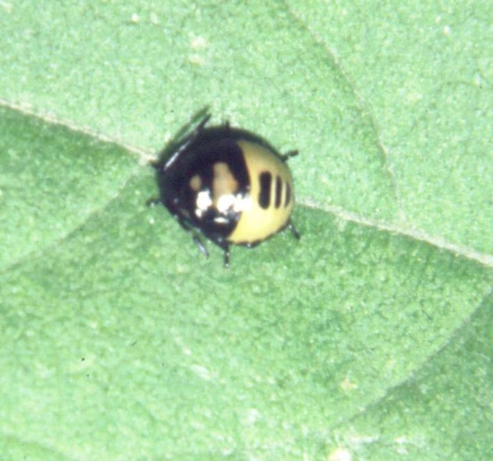 Cydnidae: Tritomegas sp. (neanide) della Toscana (LU)