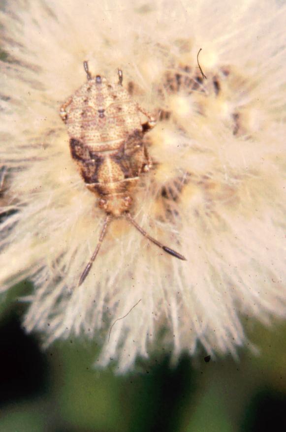 Ninfa di Rhopalidae? della Toscana (LU)