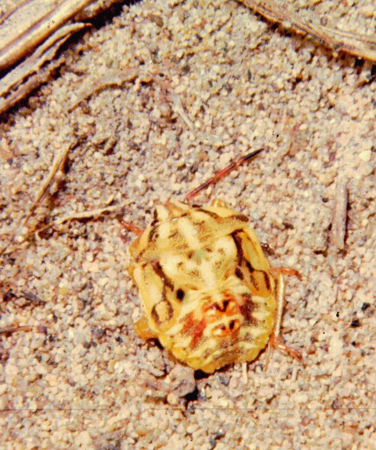 Pentatomidae - larva (8)