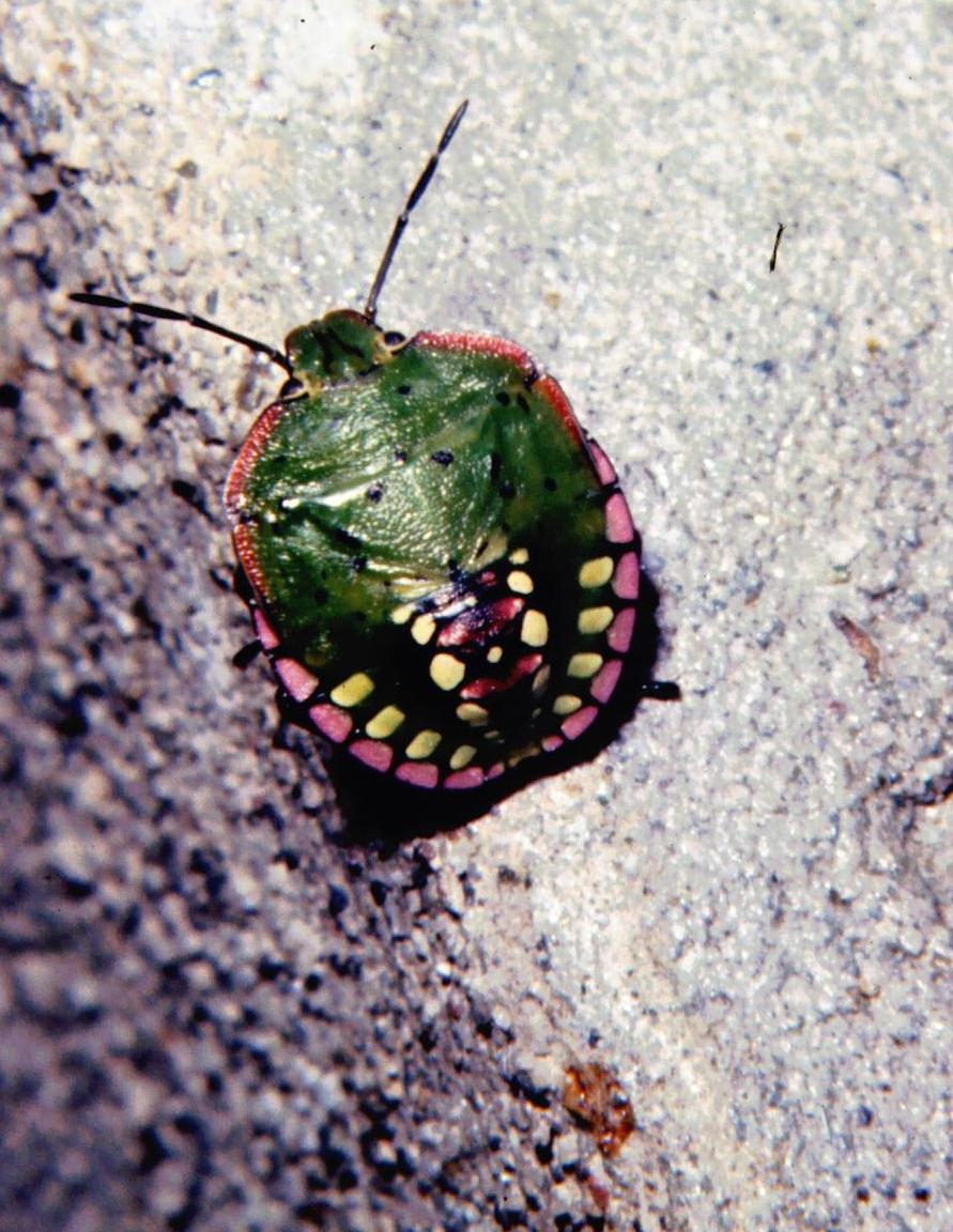 Nezara viridula: larva