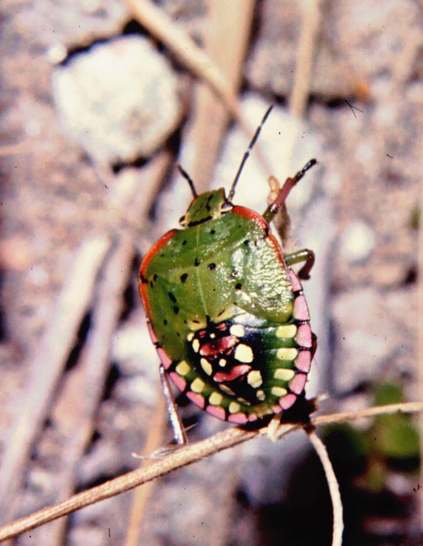 Nezara viridula: larva