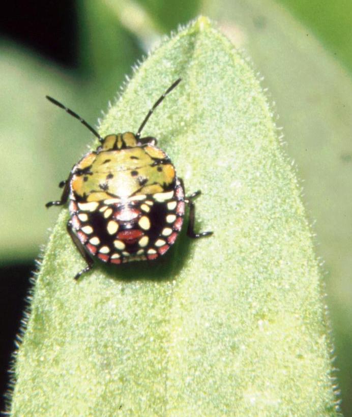Nezara viridula: larva