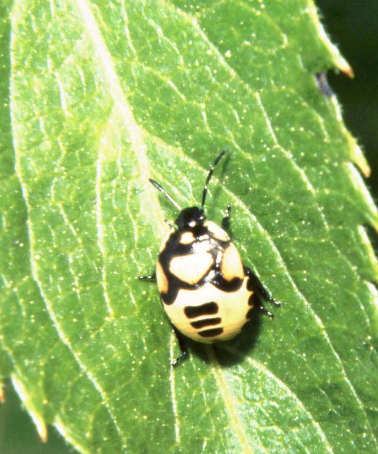 Eurydema oleracea