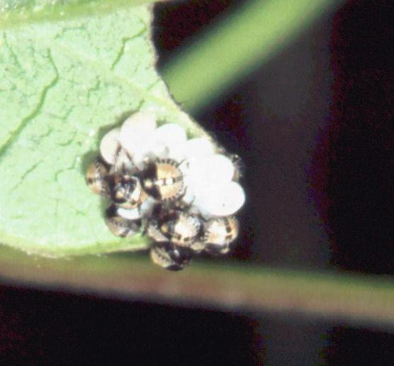 Cydnidae: Tritomegas sp. (neanide) della Toscana (LU)