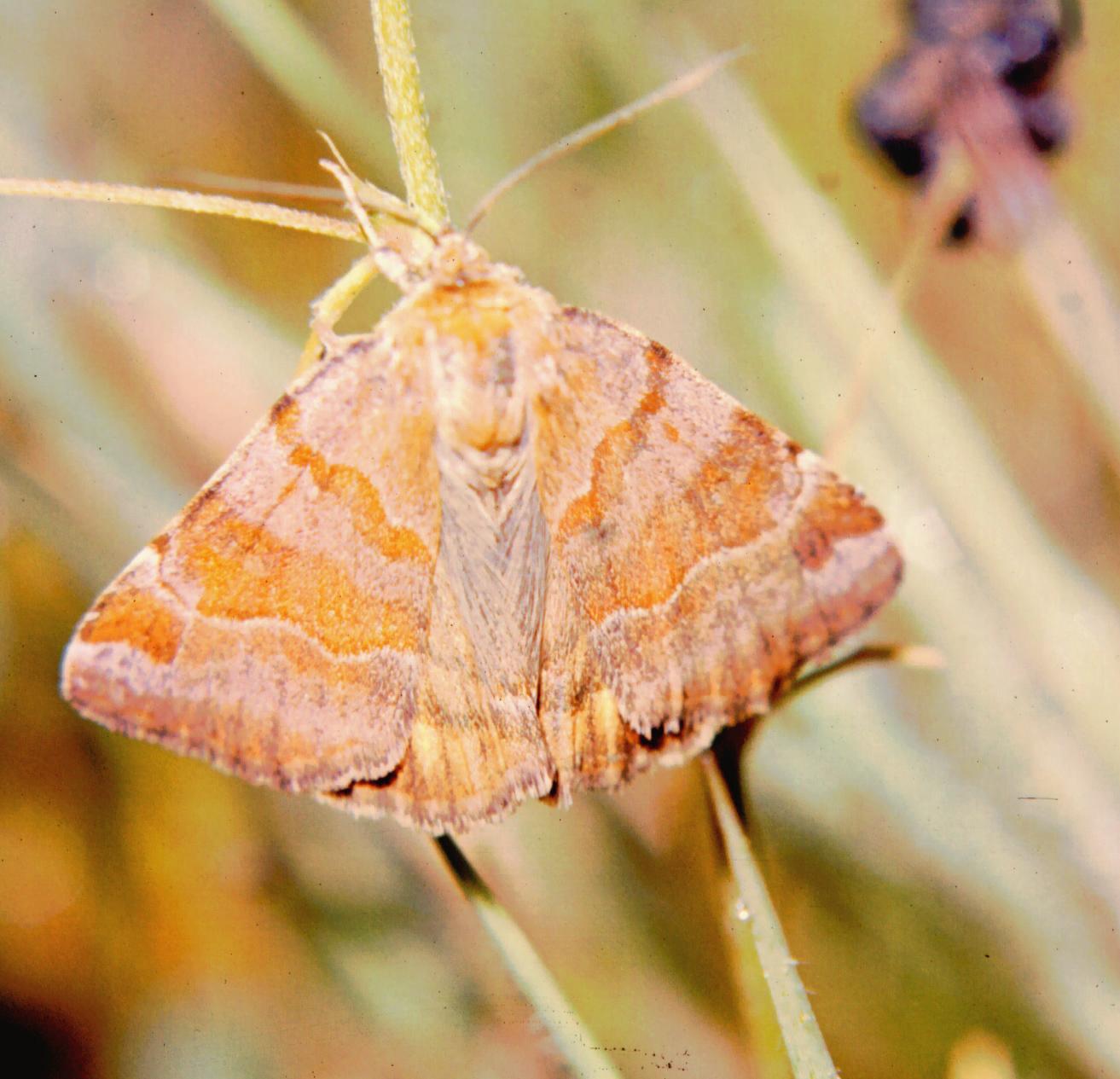 Euclidia glyphica