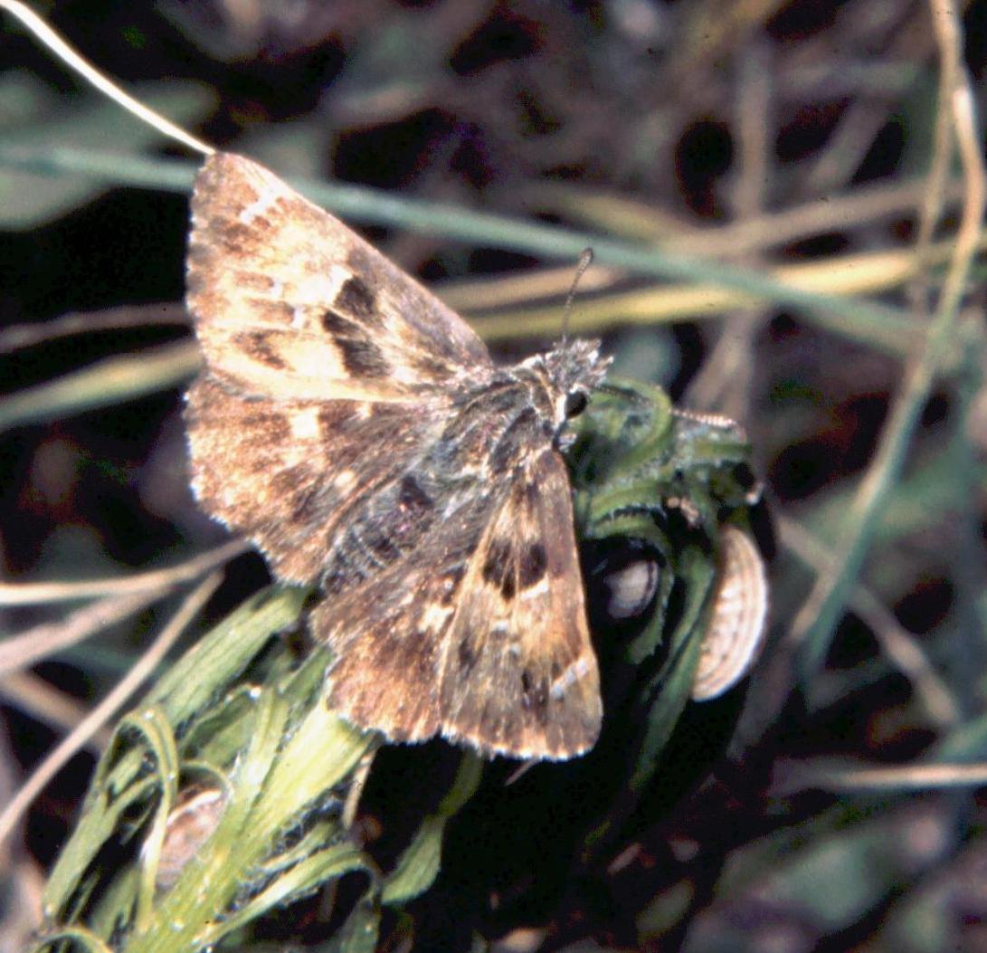 Carcharodus alceae