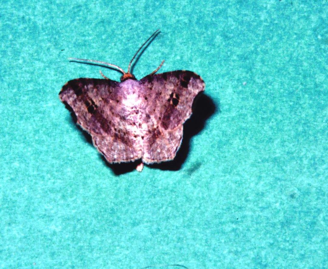 Macaria alternata