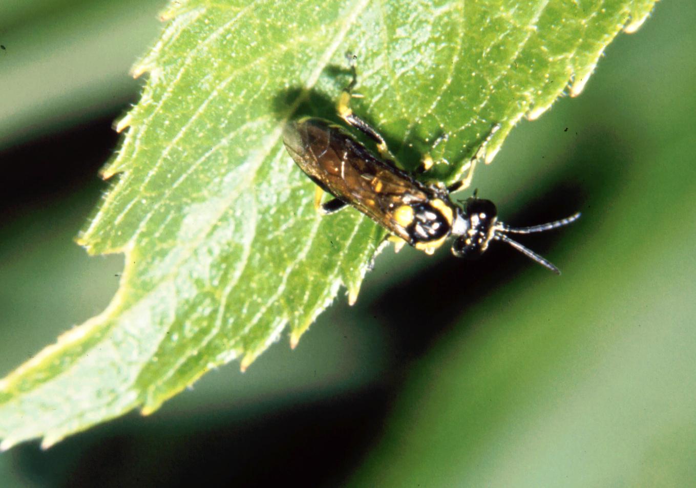 Himenoptera