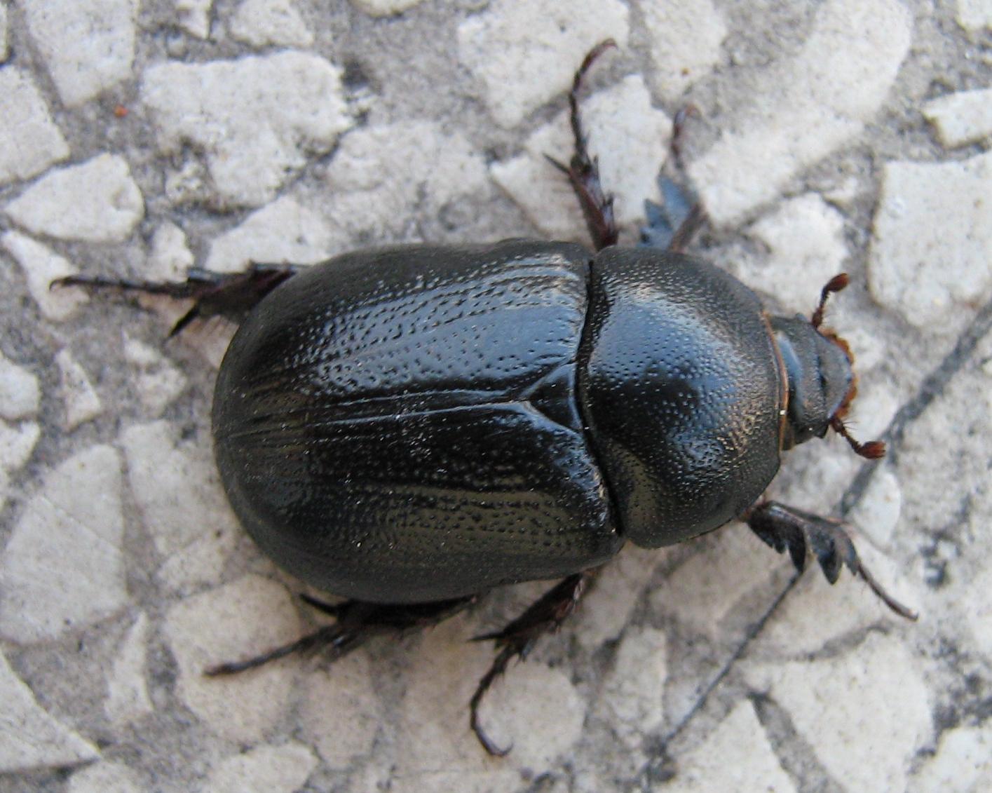 Oryctes nasicornis femmina ? Pentodon