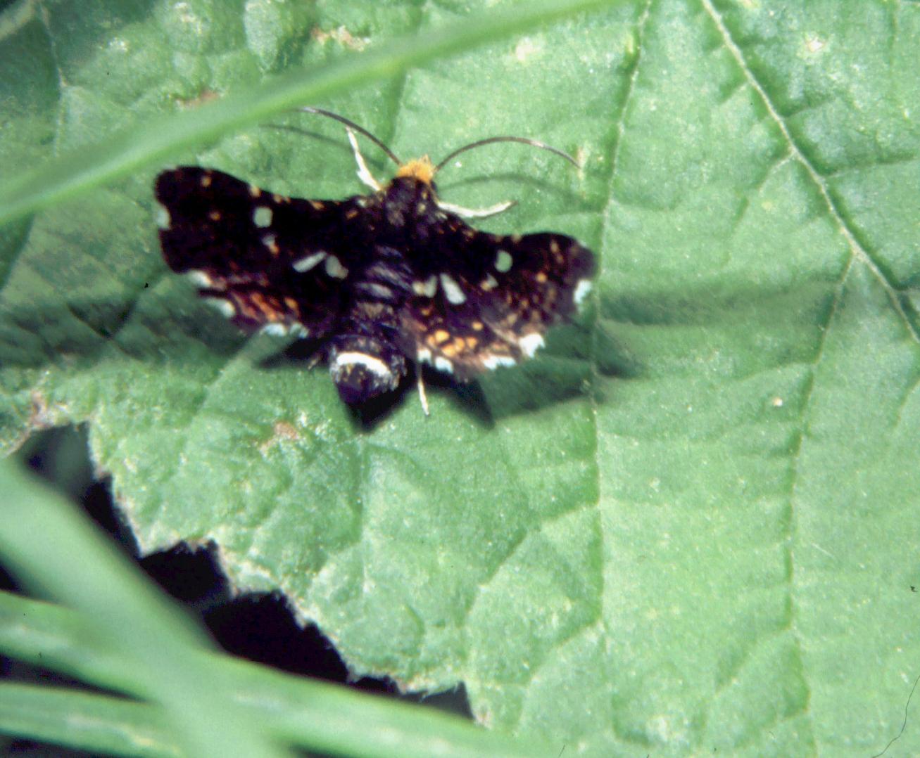 Lepidoptera