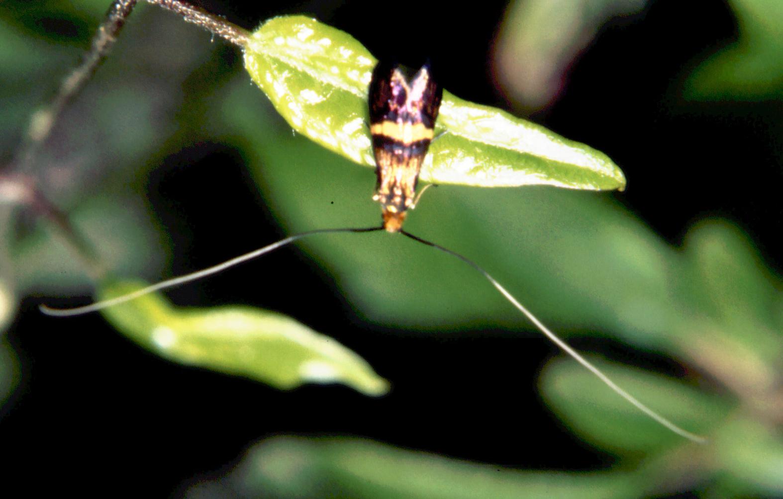 Lepidoptera