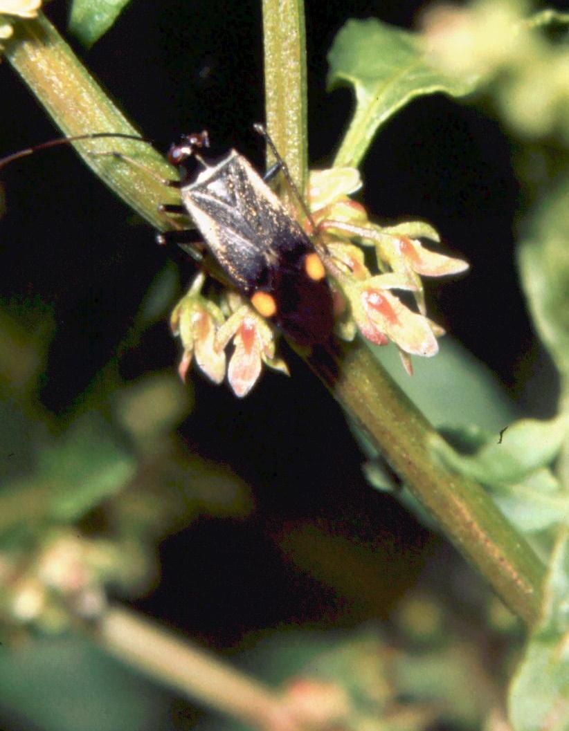 Adelphocoris seticornis