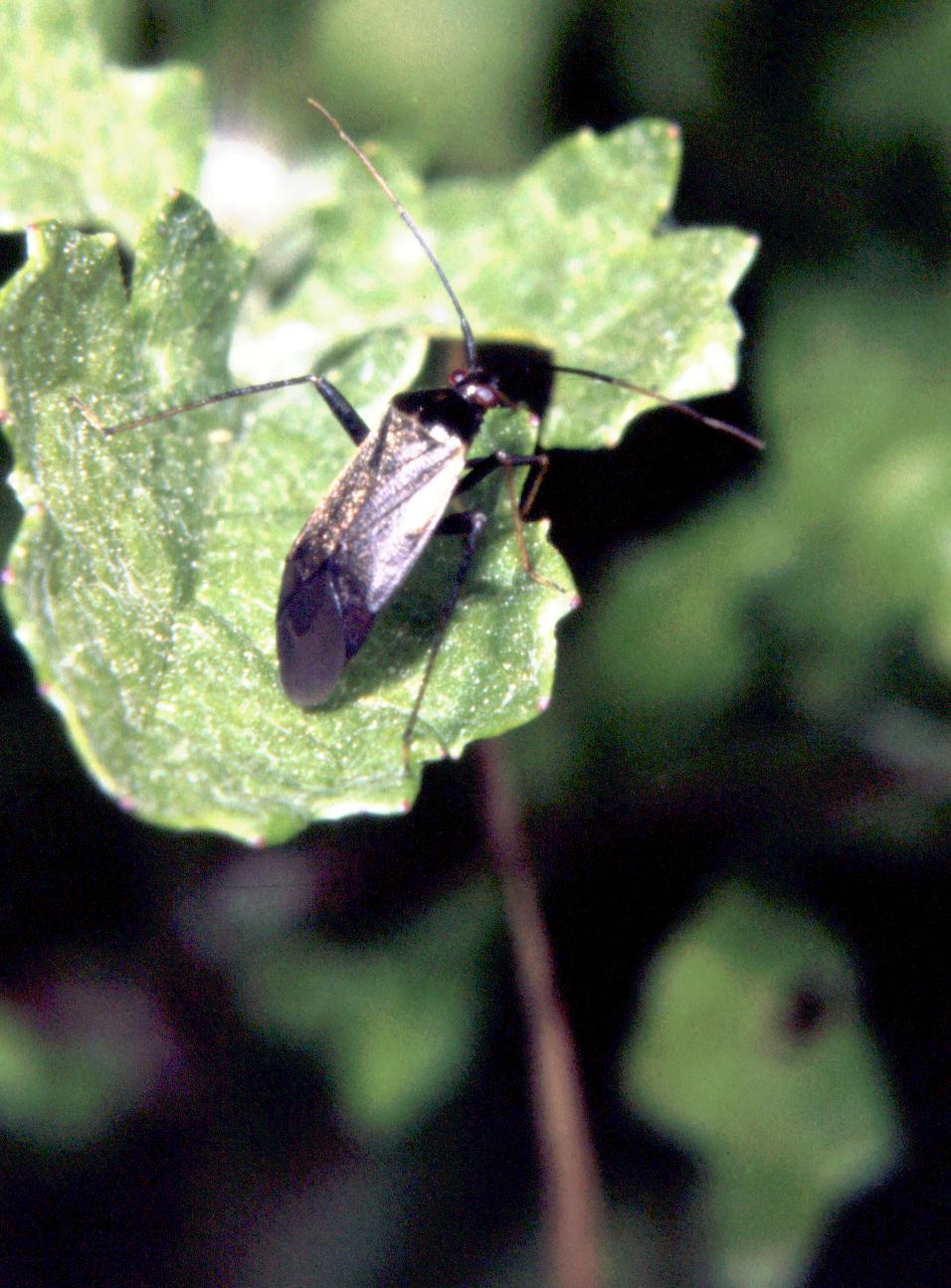 Heteroptera - Miridae: Adelphocoris seticornis