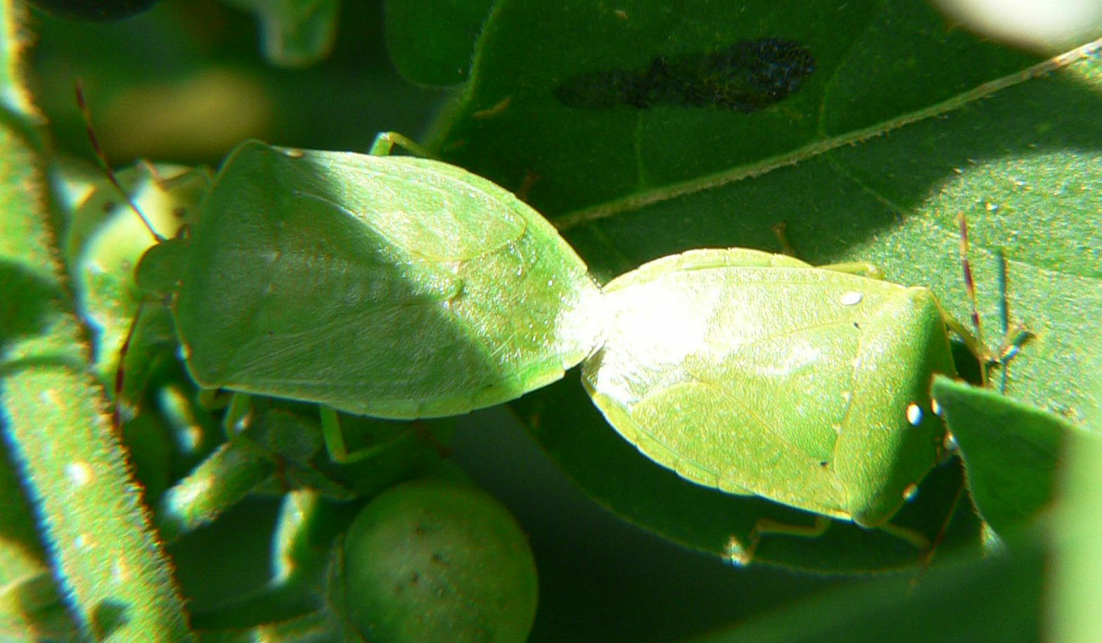 Nezara viridula - la crescita