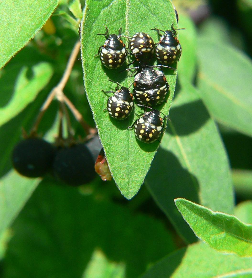 Nezara viridula - la crescita