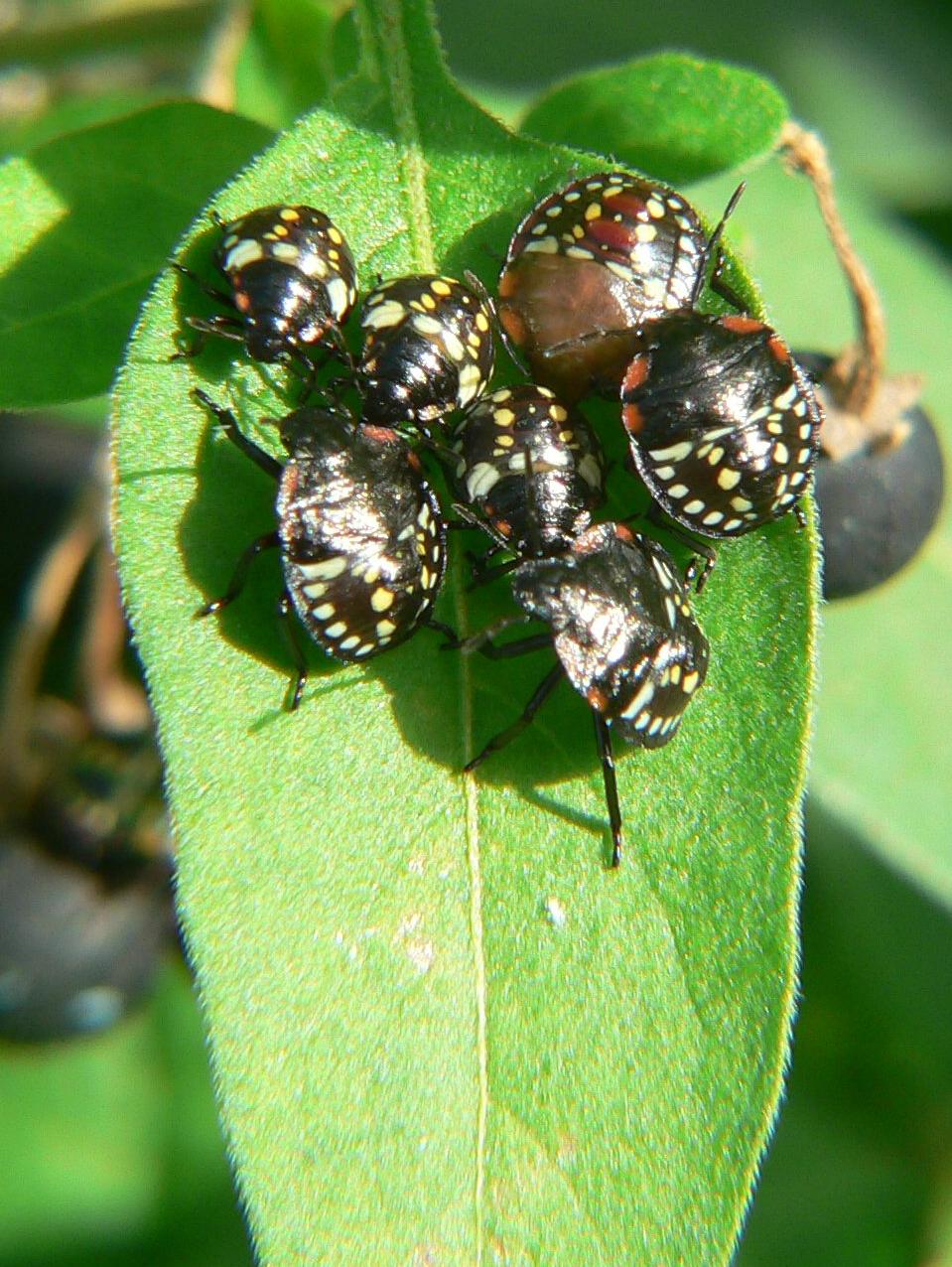 Nezara viridula - la crescita