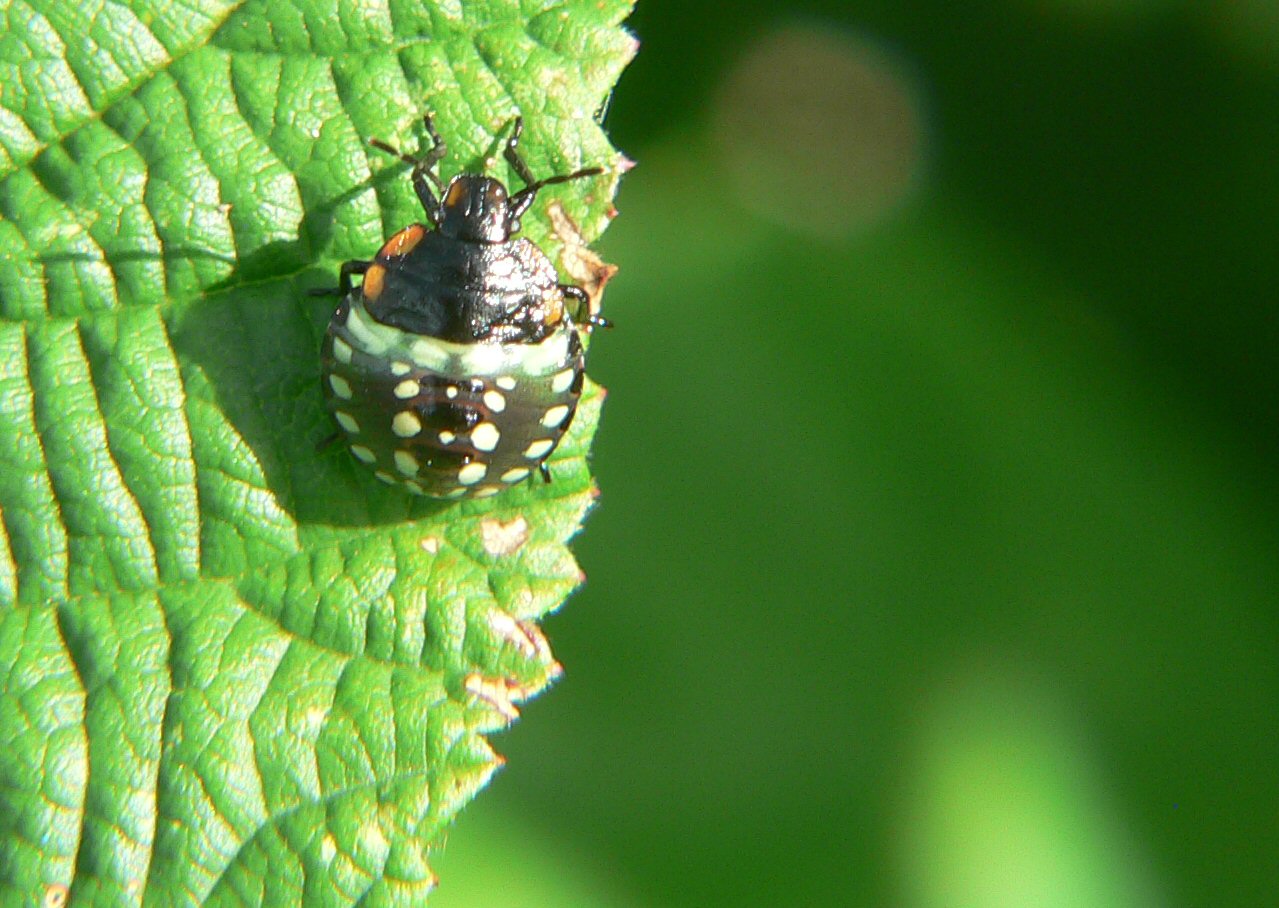 Nezara viridula - la crescita