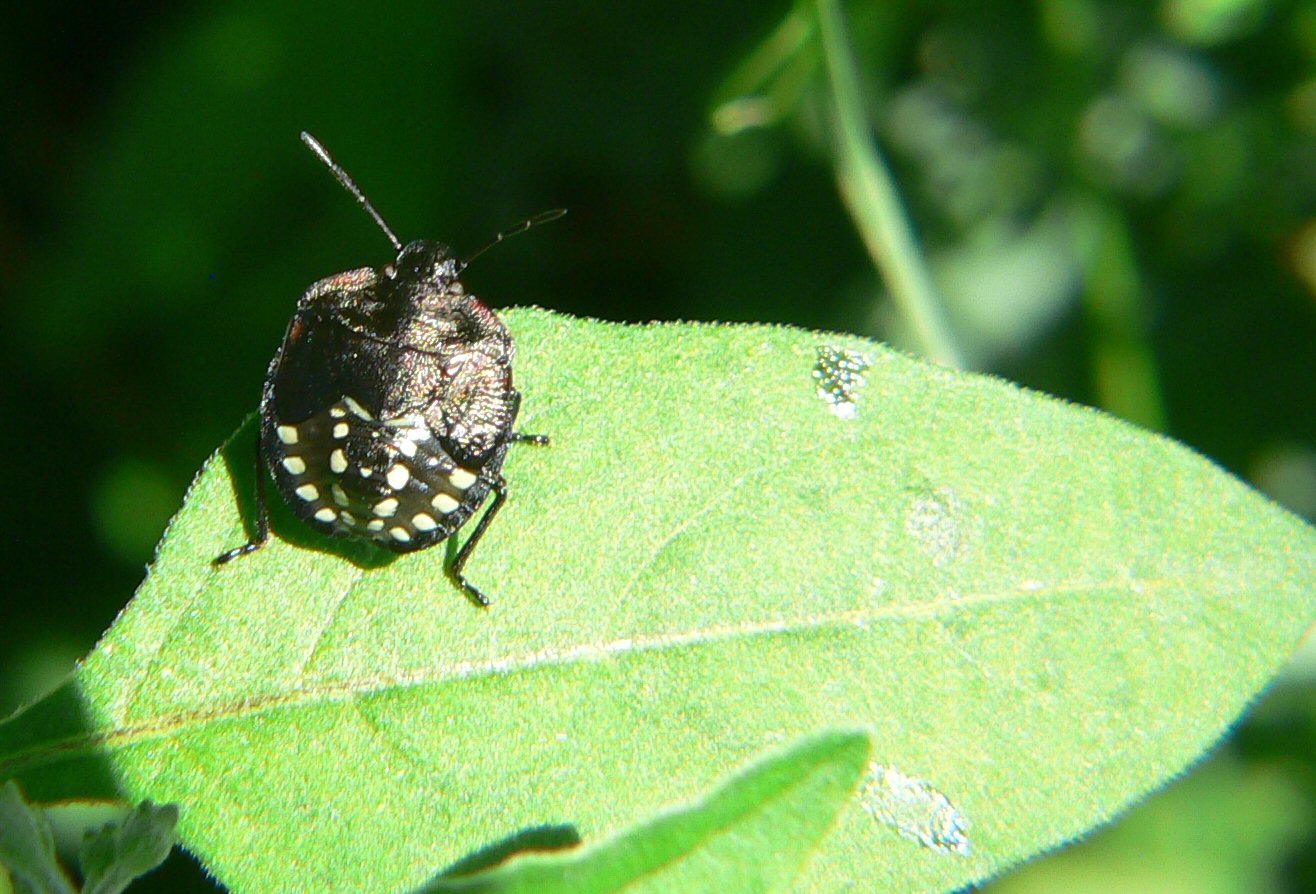 Nezara viridula - la crescita