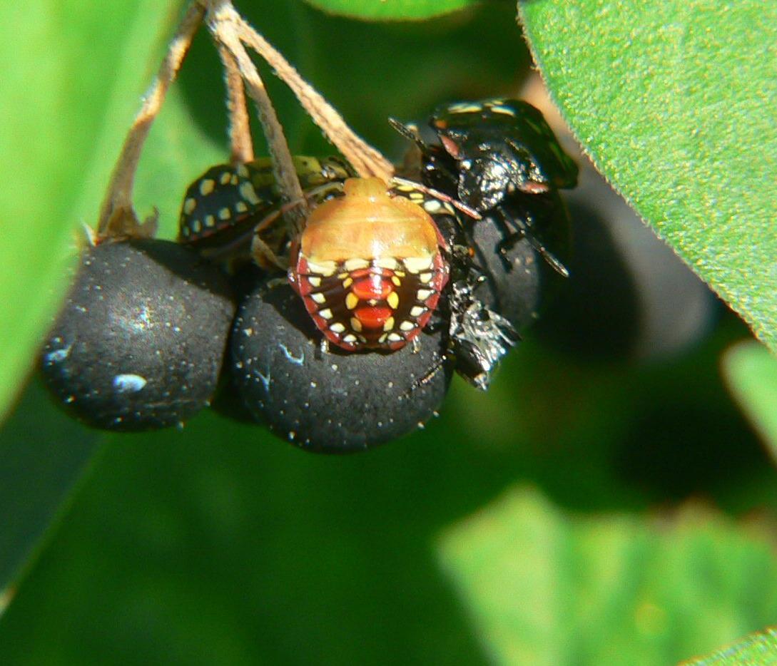 Nezara viridula - la crescita