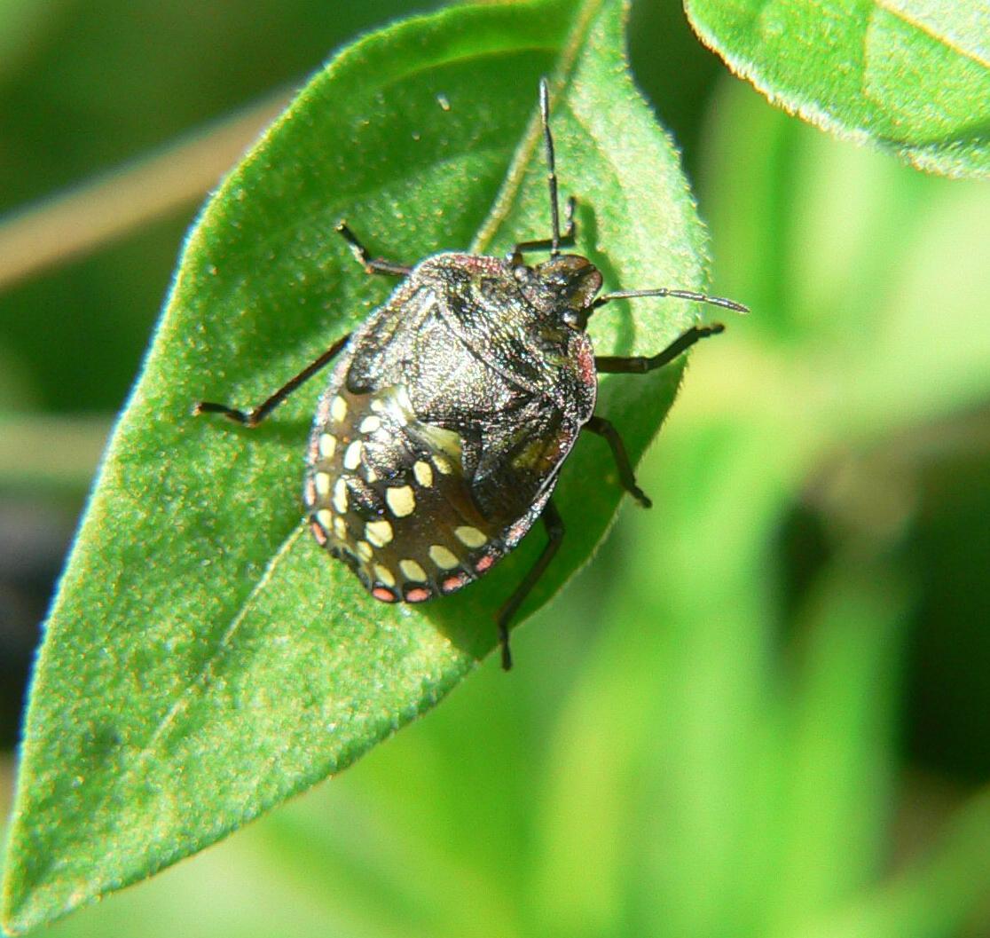 Nezara viridula - la crescita