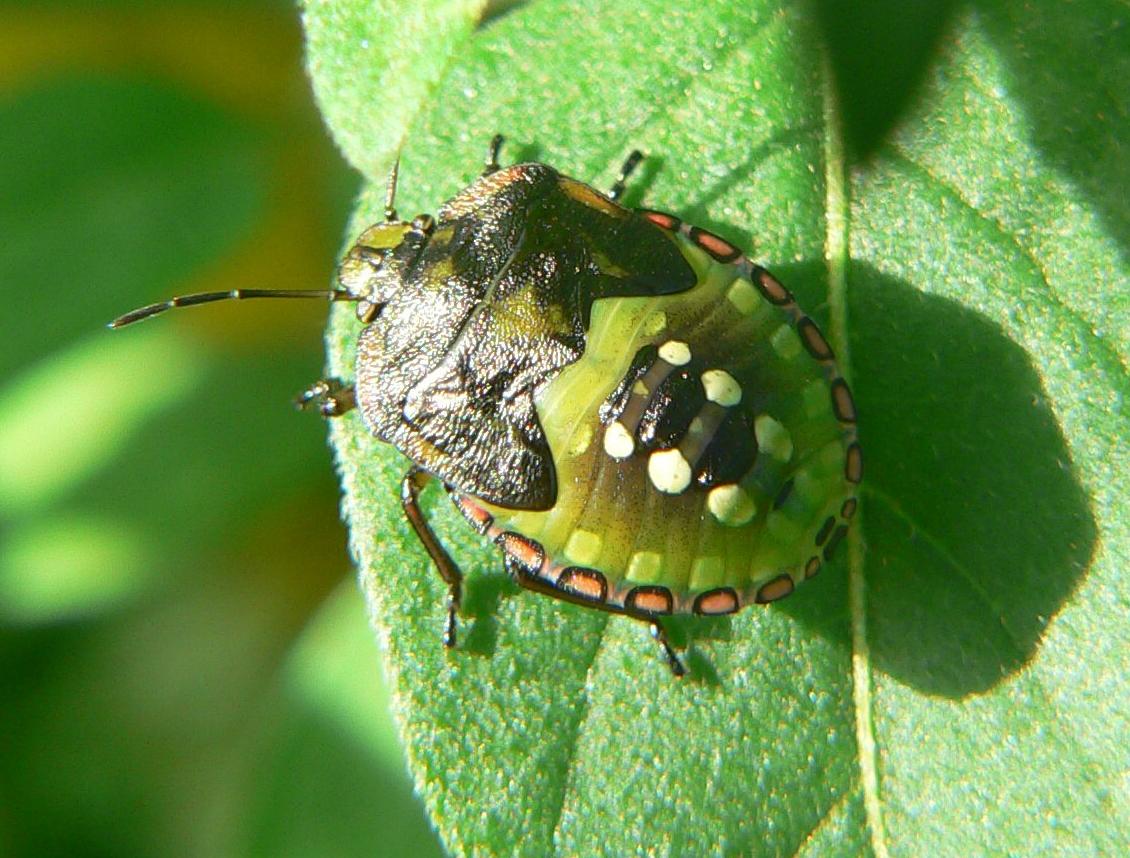 Nezara viridula - la crescita