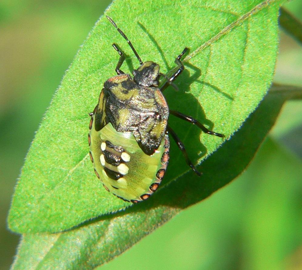 Nezara viridula - la crescita