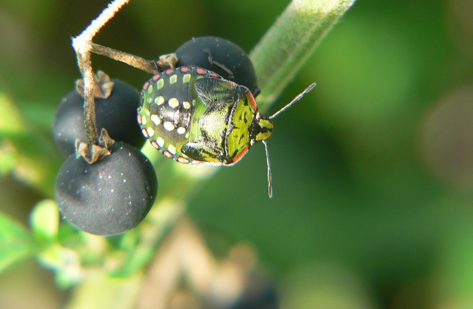 Nezara viridula - la crescita