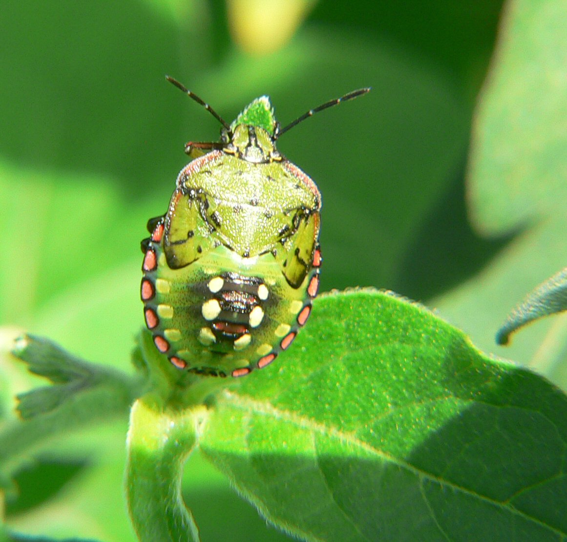 Nezara viridula - la crescita