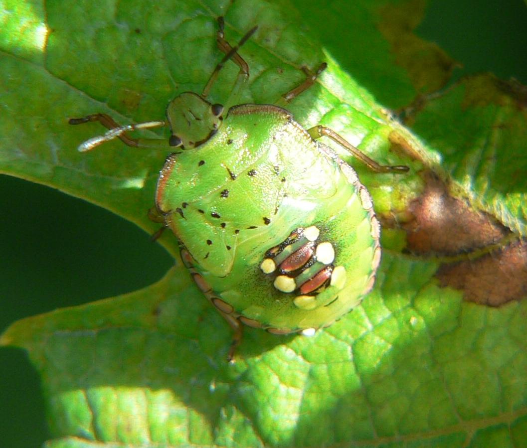 Nezara viridula - la crescita