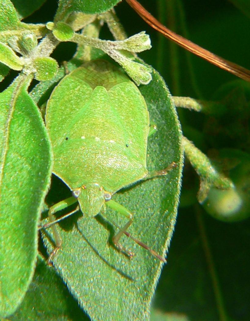 Nezara viridula - la crescita