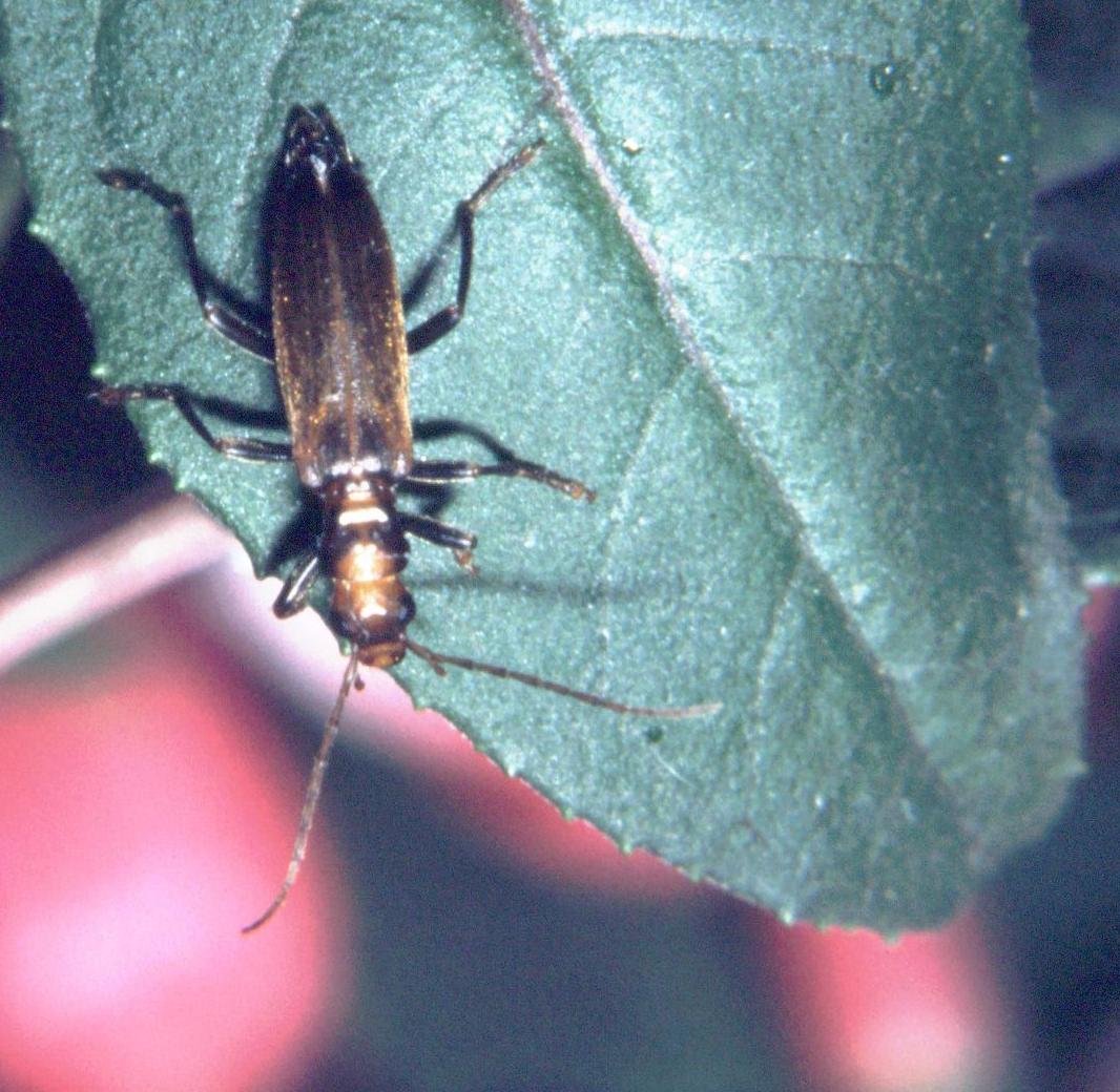 Nacerdes melanura