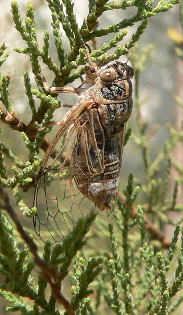 Tibicina quadrisignata
