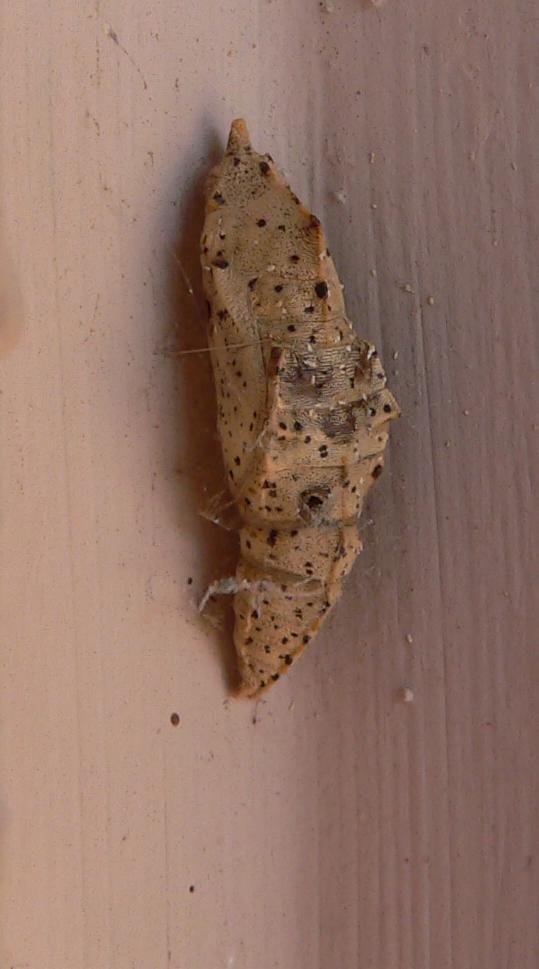 Crisalide di Pieridae