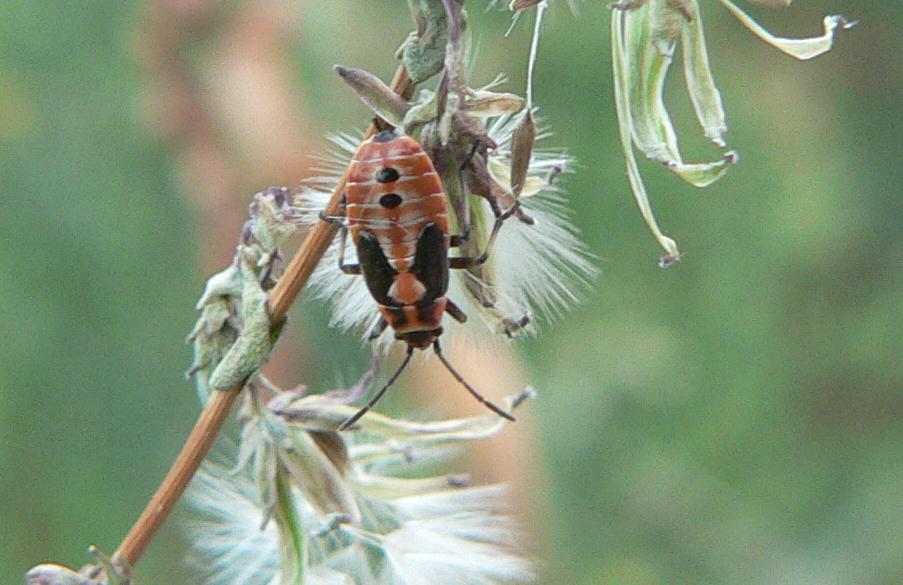 Heteroptera