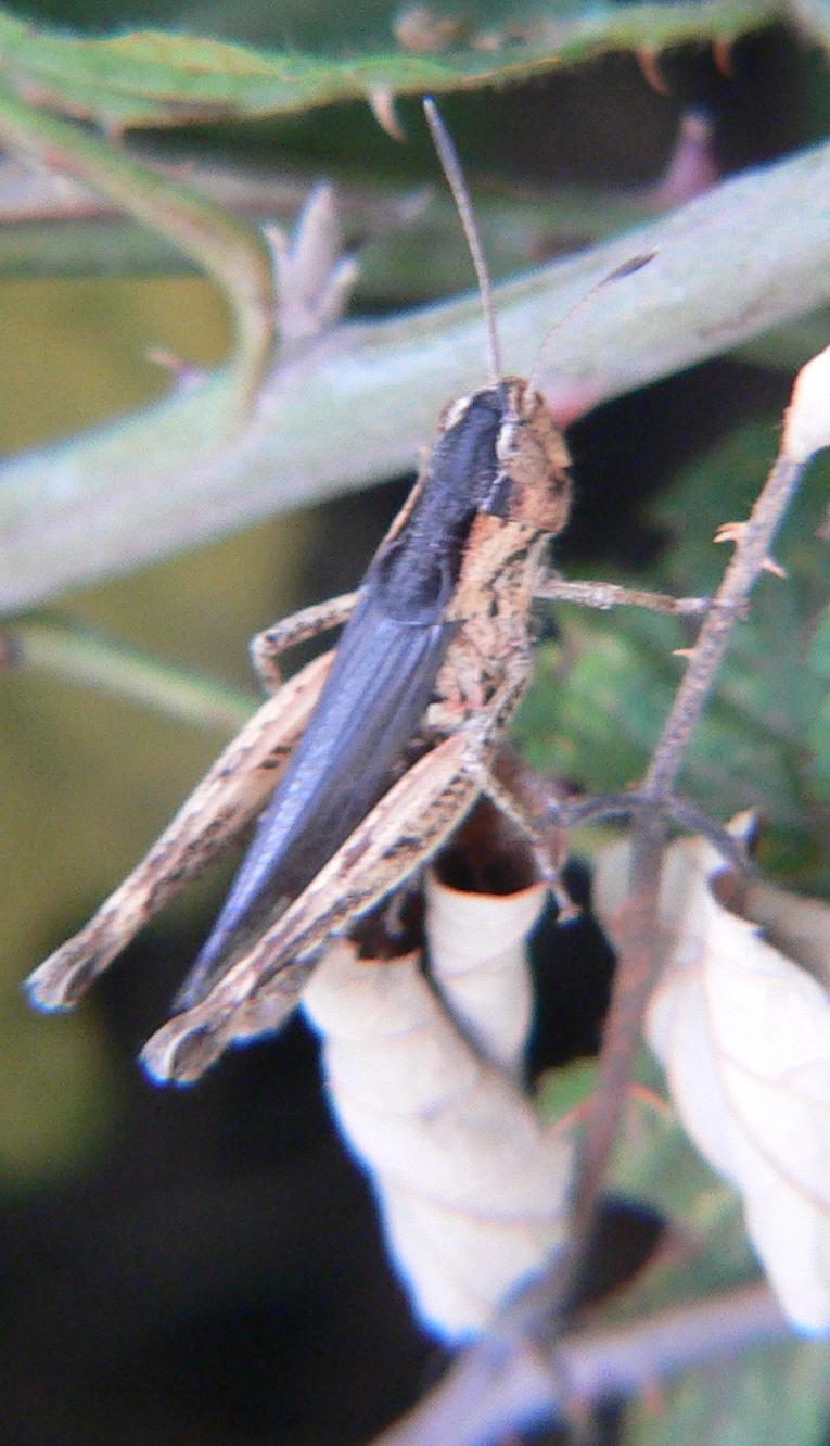 Orthoptera: Gomphocerippus rufus (Acrididae)