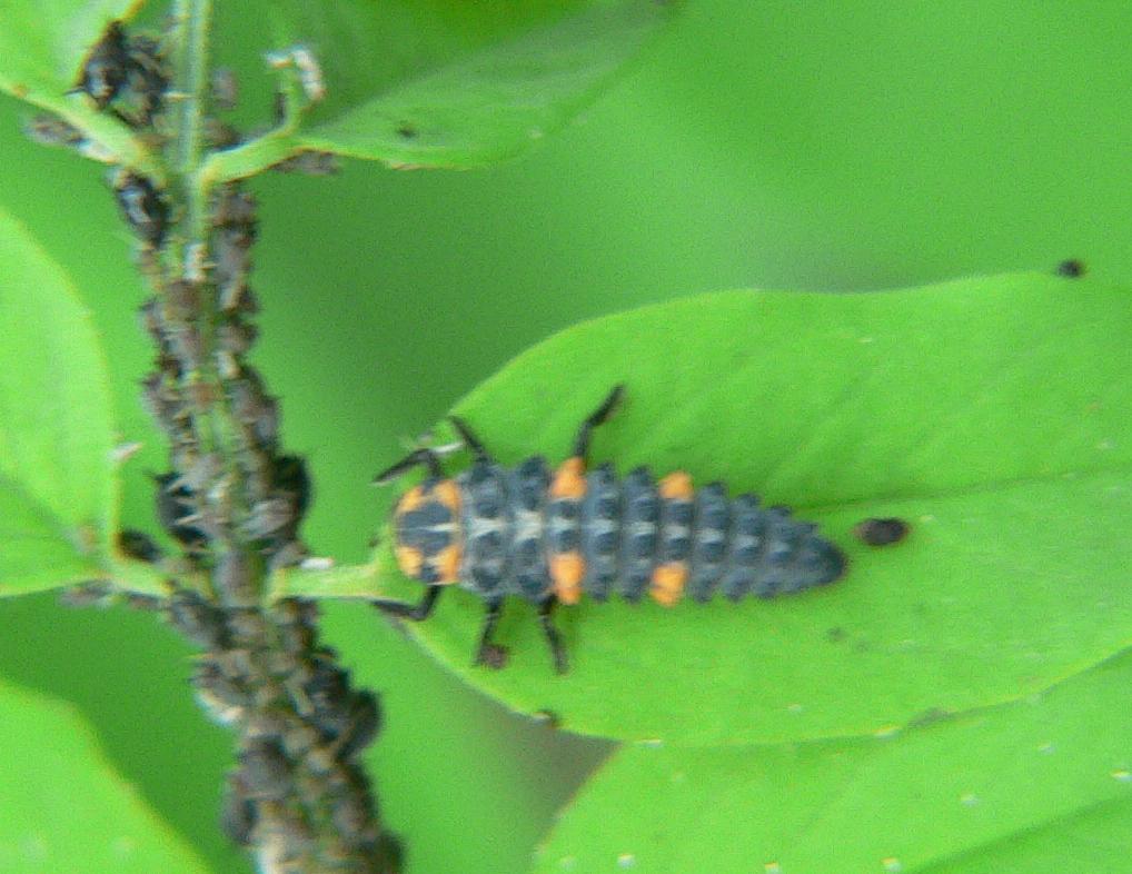Larva di Coccinella septempunctata