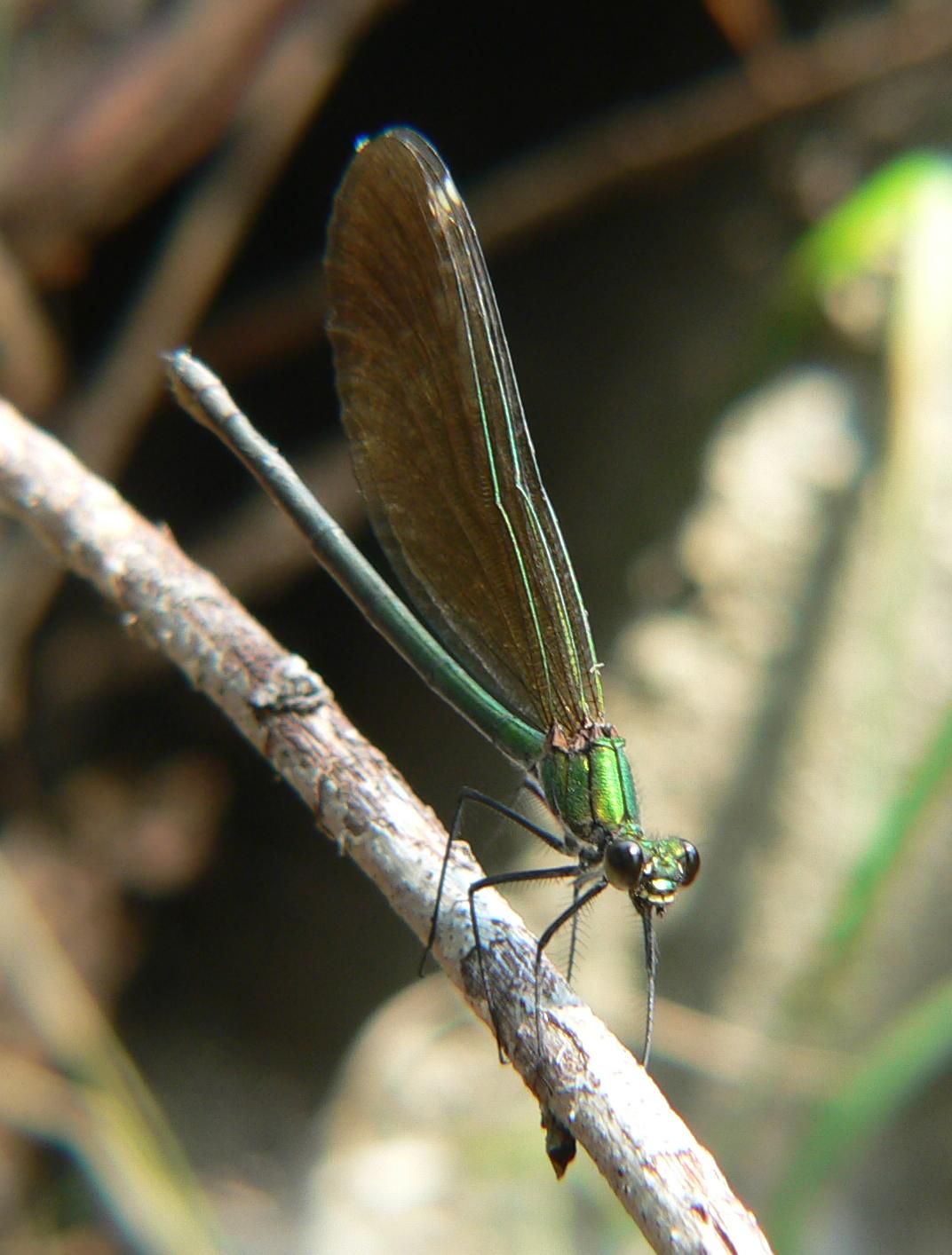 Calopteryx virgo