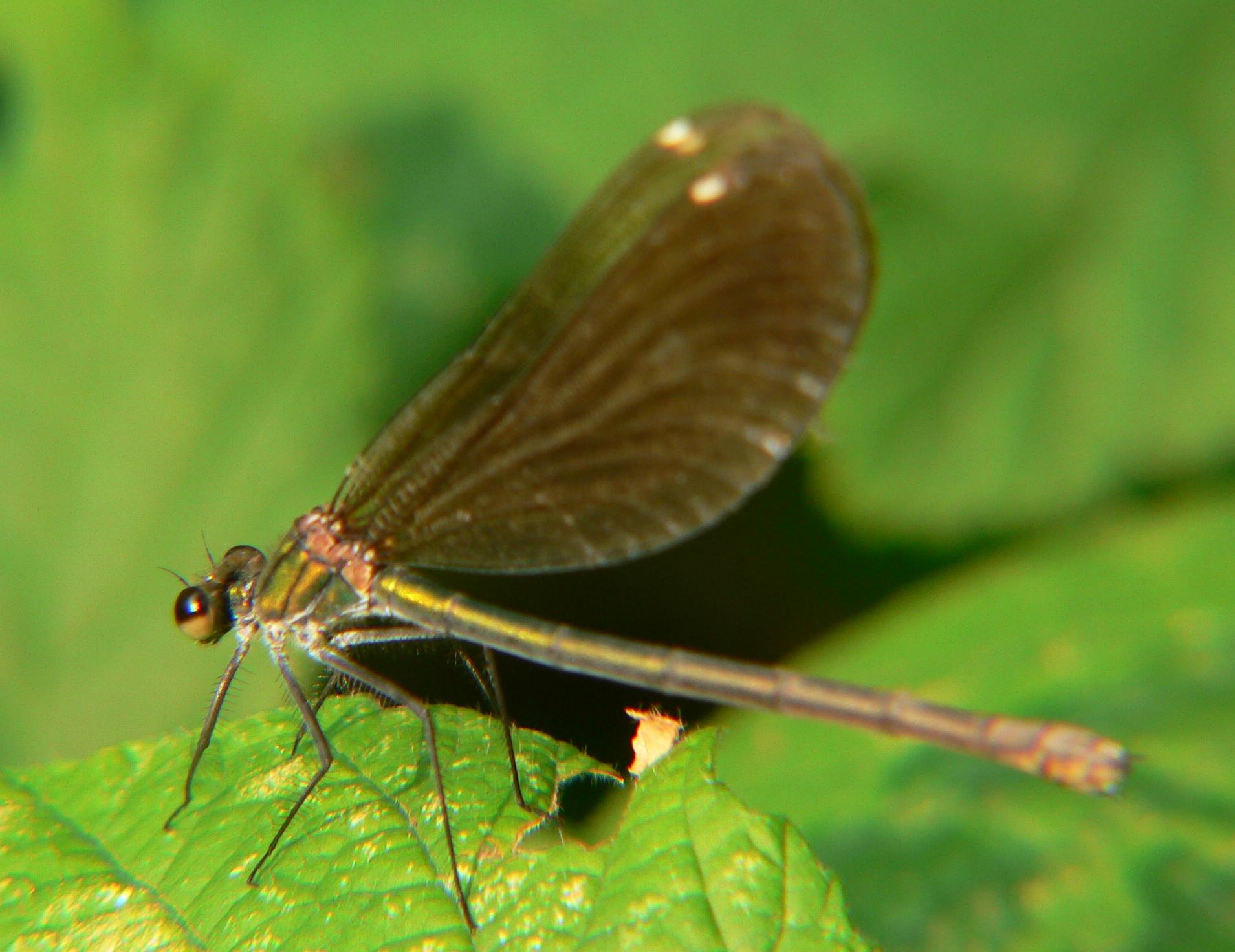 Calopteryx virgo