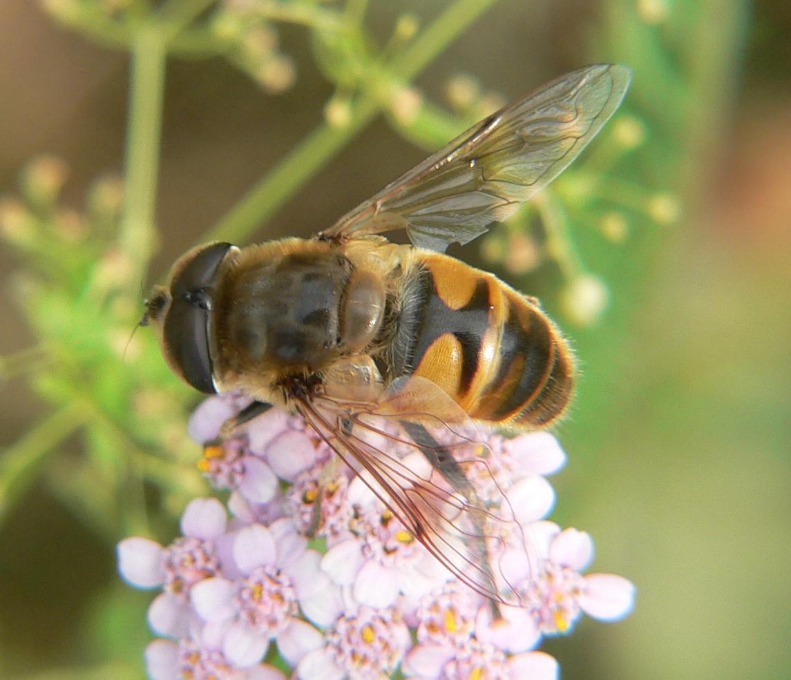 Syrphidae ?