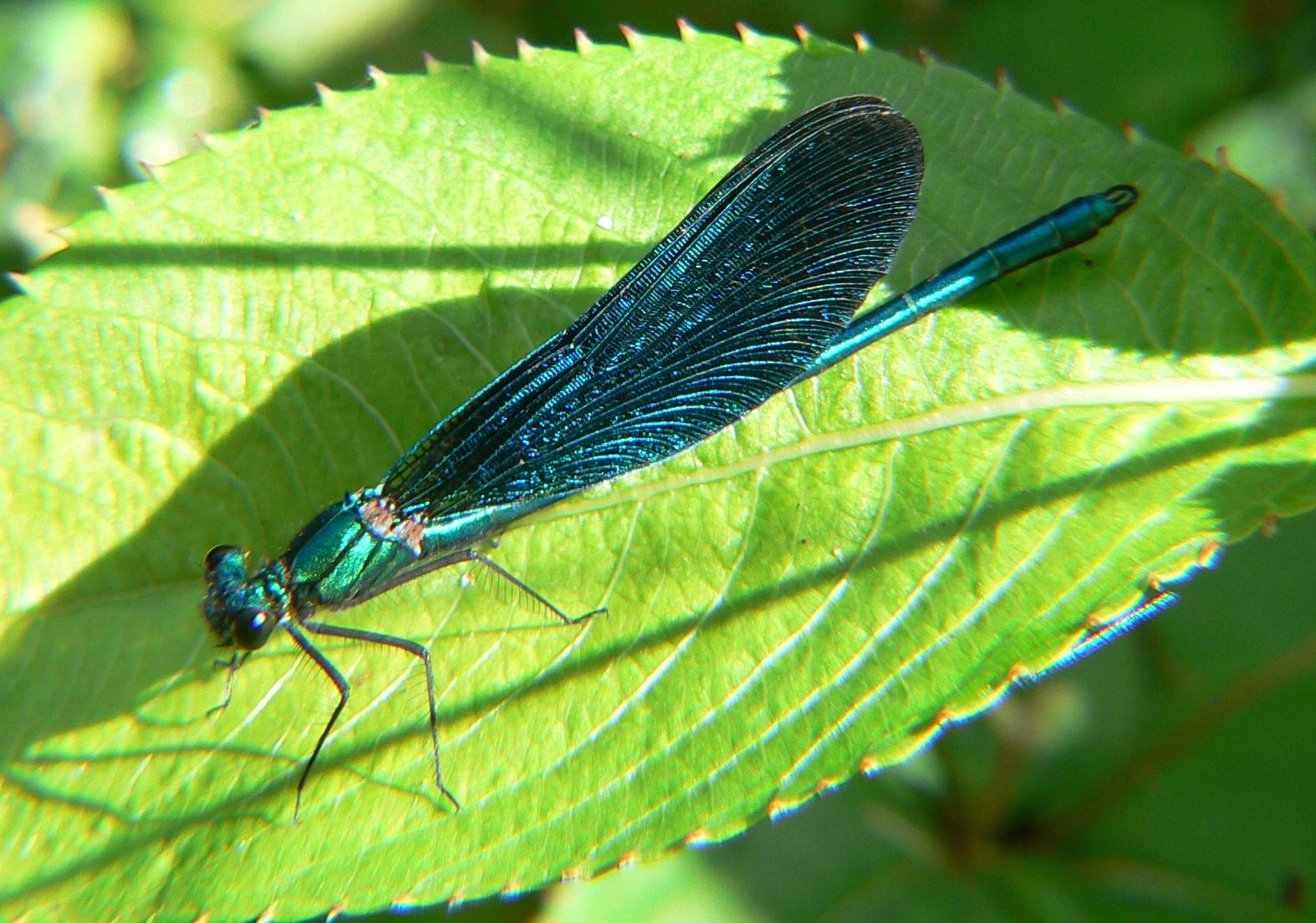 Calopteryx virgo