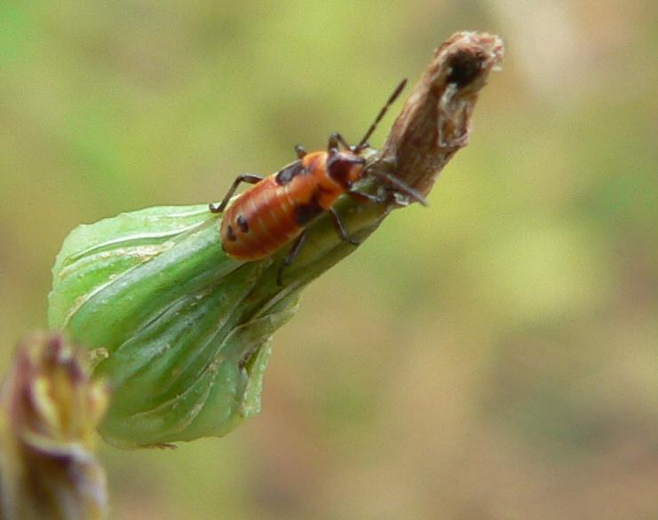 Heteroptera