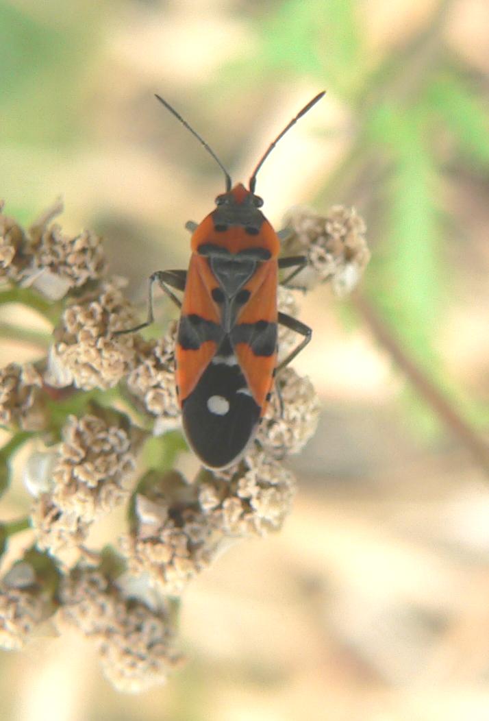 Heteroptera