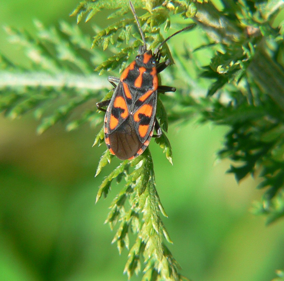 Spilostethus saxatilis