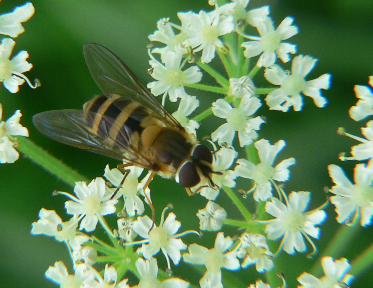 Epistrophe grossulariae