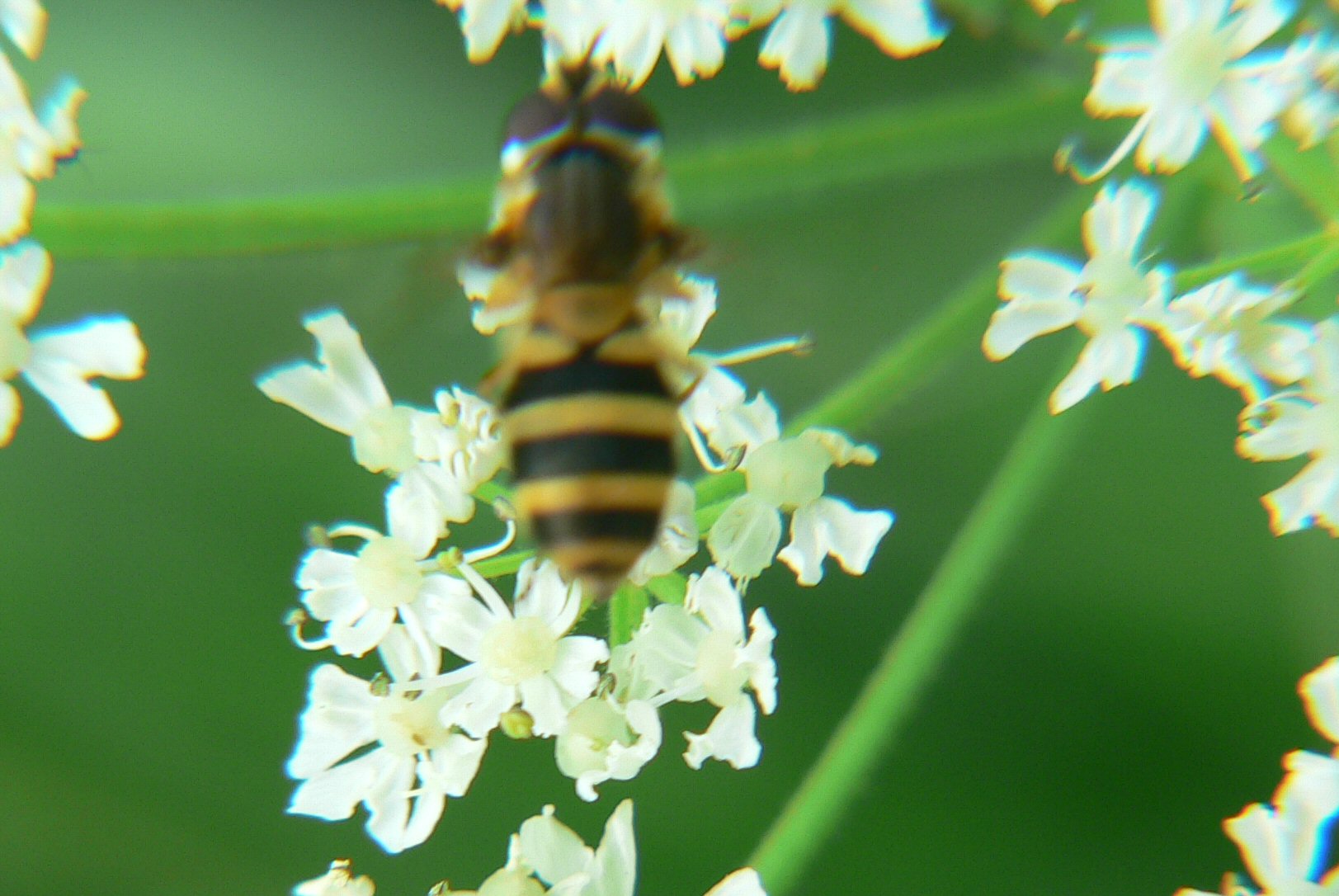 Epistrophe grossulariae