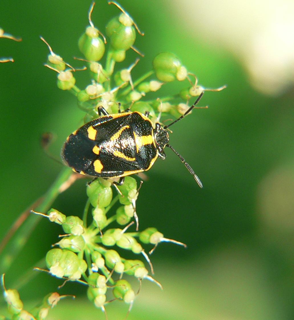 Eurydema oleracea ?