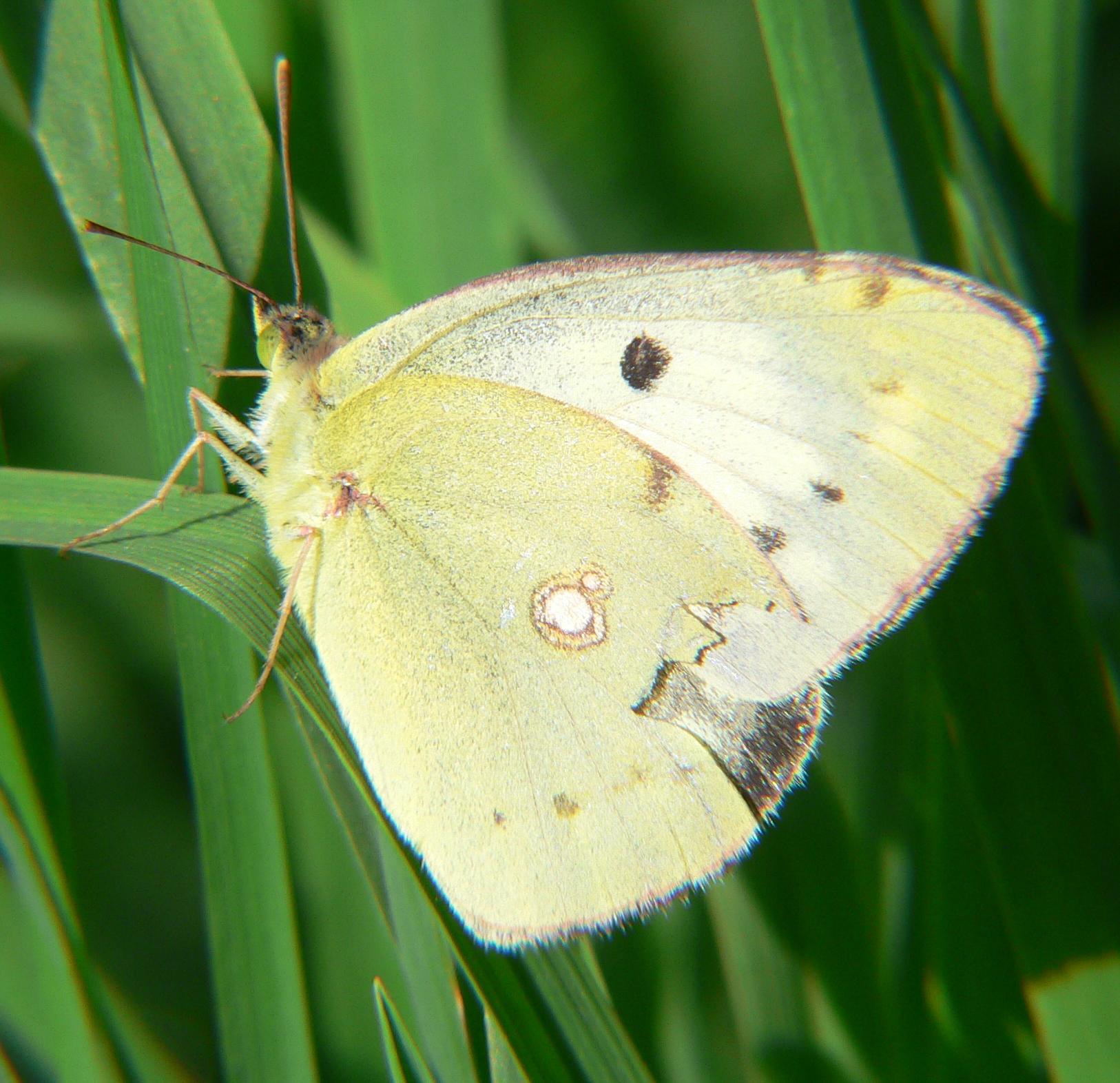 Colias crocea