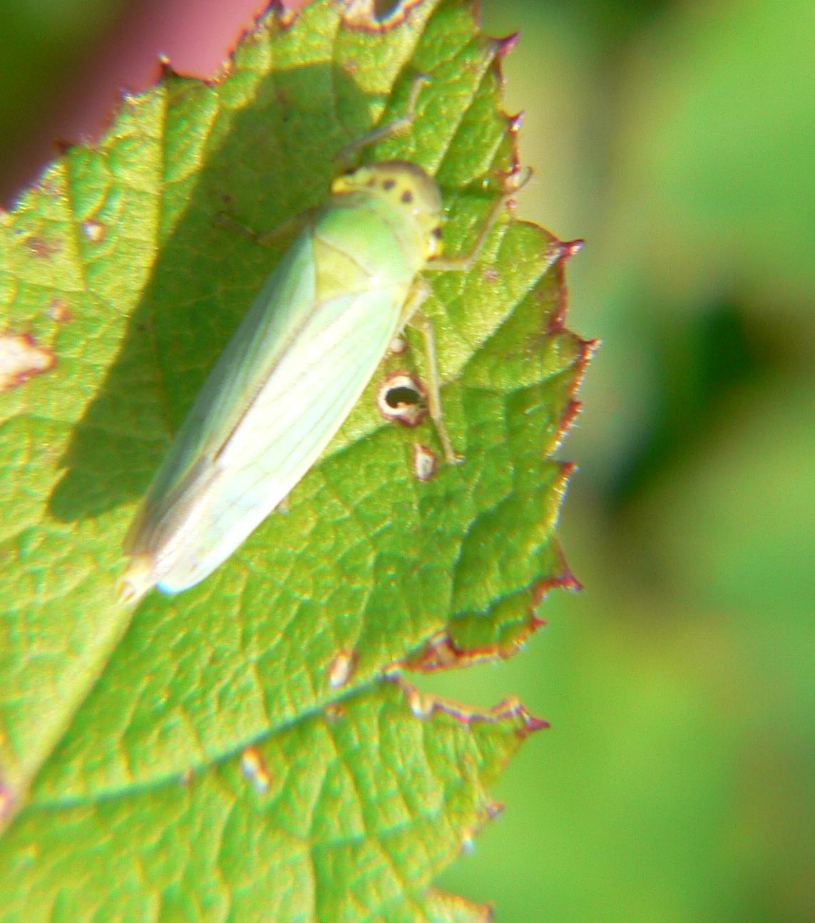 Cicadella viridis