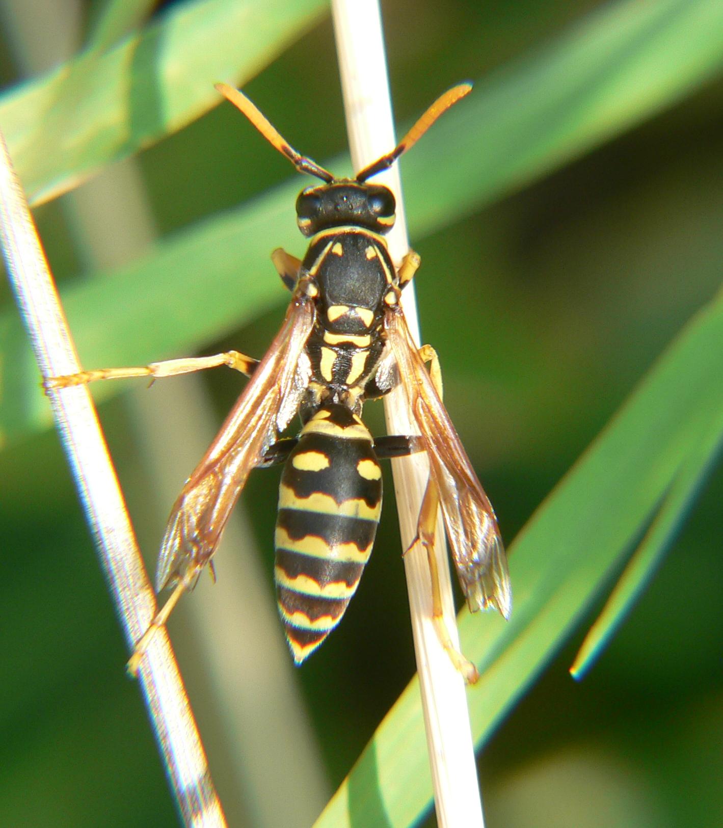 Polistes dominula