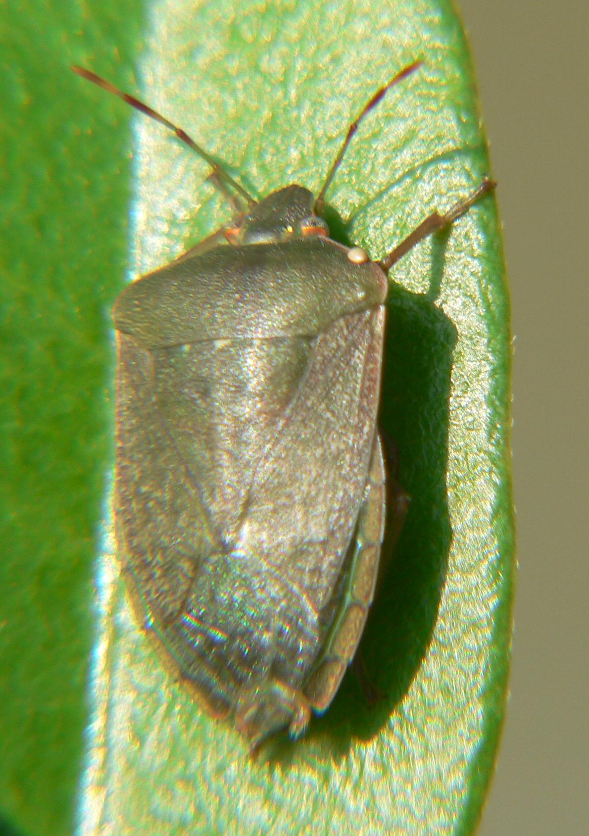 Nezara viridula